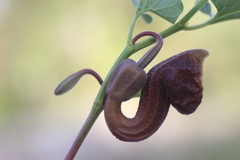 Aristolochia hirta