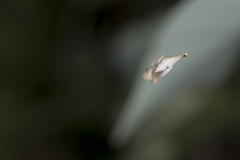 Arachnura melanura