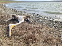 Pelecanus onocrotalus