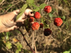Rubus argutus