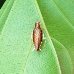 Anaplectidae