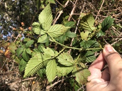 Rubus argutus