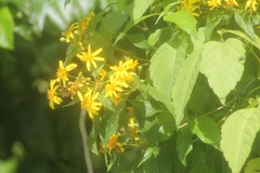 Bidens reptans