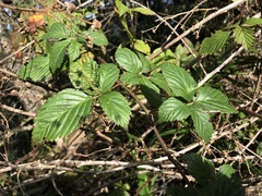 Rubus argutus
