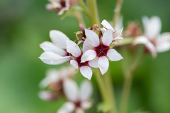 Boykinia richardsonii