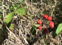 Rubus argutus