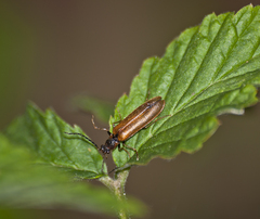 Denticollis linearis