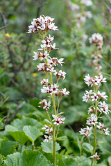 Boykinia richardsonii