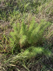 Eupatorium capillifolium