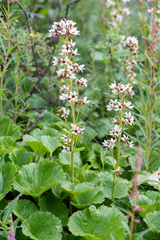 Boykinia richardsonii