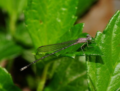 Pseudagrion cingillum