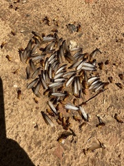 Microhodotermes viator