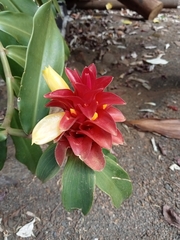 Costus comosus