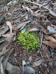 Ptychomnion aciculare