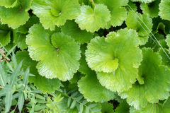 Boykinia richardsonii