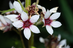 Boykinia richardsonii