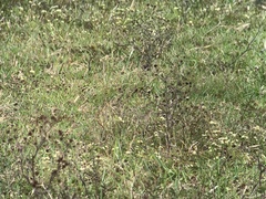 Gymnomystax mexicanus