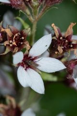 Boykinia richardsonii