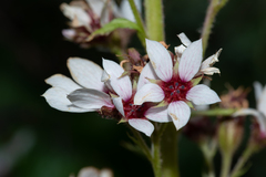 Boykinia richardsonii