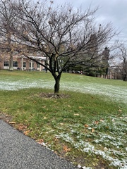 Magnolia × soulangeana