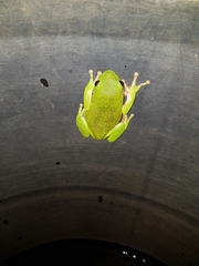 Agalychnis dacnicolor