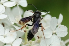 Isodontia auripes