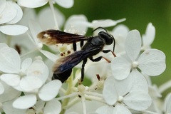 Isodontia auripes