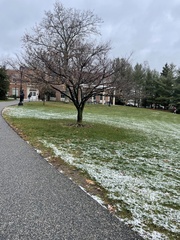 Magnolia × soulangeana