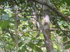 Atalotriccus pilaris