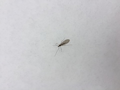 Trichocera