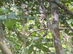 Atalotriccus pilaris