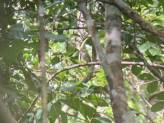 Atalotriccus pilaris