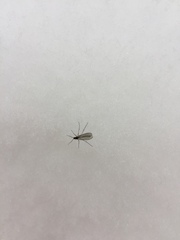 Trichocera