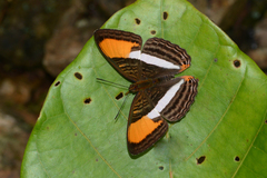 Adelpha cytherea