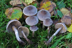 Cortinarius hemitrichus