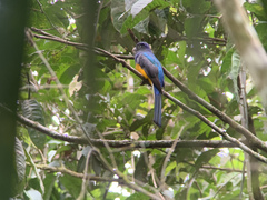 Trogon viridis