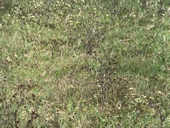 Gymnomystax mexicanus