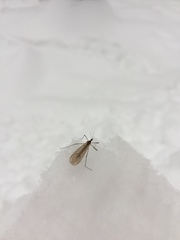Trichocera