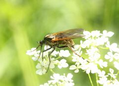 Empis tessellata