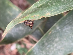 Micrathena acuta