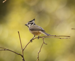 Baeolophus wollweberi
