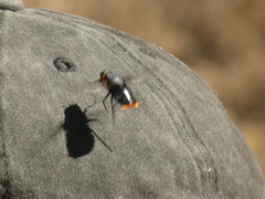 Osca lata