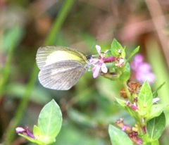 Eurema daira