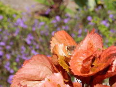 Junonia orithya wallacei