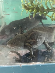 Ambystoma mexicanum