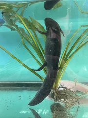 Ambystoma mexicanum