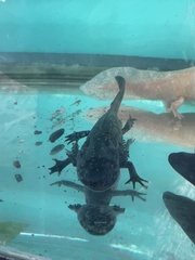 Ambystoma mexicanum
