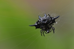 Gasteracantha