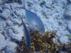 Caranx ruber