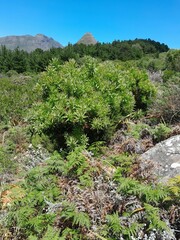 Protea lepidocarpodendron